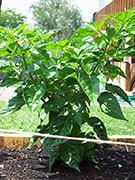 Trinidad Perfume