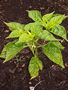 Trinidad Perfume