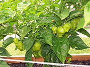 Trinidad Perfume