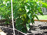 Trinidad Perfume
