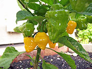Trinidad Perfume