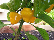 Trinidad Perfume