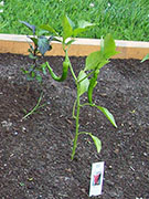 Large Red Thick Cayenne