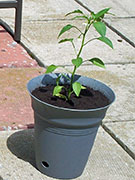 Large Red Thick Cayenne