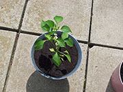 Large Red Thick Cayenne