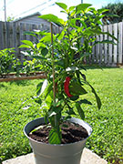 Large Red Thick Cayenne