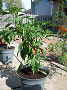 Large Red Thick Cayenne