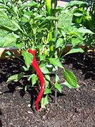 Large Red Thick Cayenne