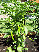 Large Red Thick Cayenne