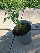 Large Red Thick Cayenne