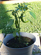 Large Red Thick Cayenne