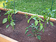 Large Red Thick Cayenne