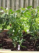 Large Red Thick Cayenne