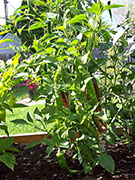 Large Red Thick Cayenne