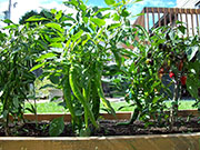 Large Red Thick Cayenne