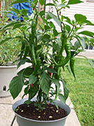 Large Red Thick Cayenne