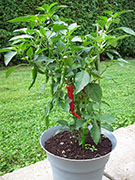Large Red Thick Cayenne