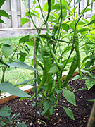 Large Red Thick Cayenne