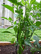 Large Red Thick Cayenne