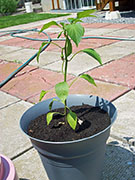 Large Red Thick Cayenne