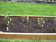Large Red Thick Cayenne