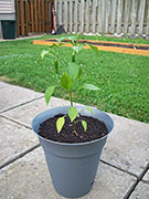 Large Red Thick Cayenne