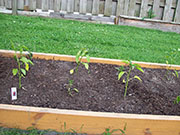 Large Red Thick Cayenne
