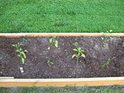 Large Red Thick Cayenne