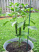 Large Red Thick Cayenne