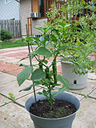 Large Red Thick Cayenne