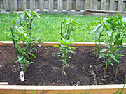 Large Red Thick Cayenne