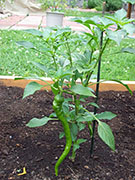 Large Red Thick Cayenne