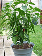 Large Red Thick Cayenne