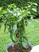 Large Red Thick Cayenne