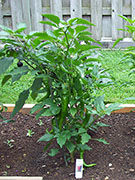 Large Red Thick Cayenne