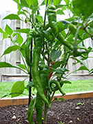 Large Red Thick Cayenne
