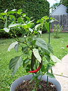 Large Red Thick Cayenne