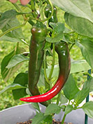 Large Red Thick Cayenne