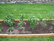 Large Red Thick Cayenne