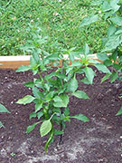 Large Red Thick Cayenne