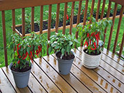Large Red Thick Cayenne
