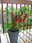 Large Red Thick Cayenne