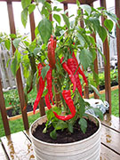 Large Red Thick Cayenne