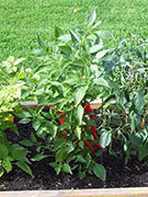 Large Red Thick Cayenne