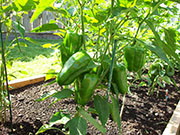 Piment doux