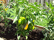 Piment doux