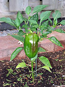 Piment doux