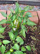Piment doux