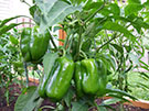 Piment doux