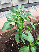 Piment doux